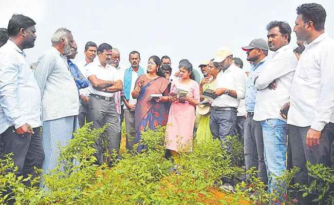 Telangana: Chilli Farmers Worried About Nalla Tamara Purugu - Sakshi