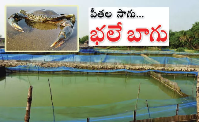 Konaseema: Aqua Farmers Turned to Crab Cultivation in Katrenikona - Sakshi