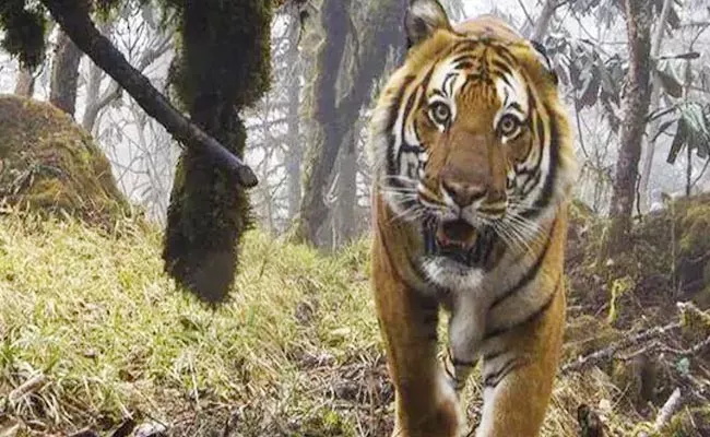 A Tiger Killed A Boy In Chandrapur Maharashtra Tiger Attacks - Sakshi