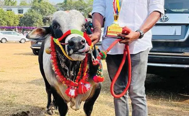 Konaseema: Punganur Cattle Wins First Place in Beauty Pageant - Sakshi