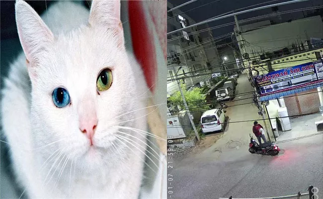 Rare Breed Cat worth Rs 50000 Stolen In Hyderabad Case Filed - Sakshi