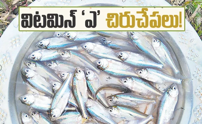 Amblypharyngodon Mola: Small Fishes, Mettallu, Pitha Parigelu, Kodipelu - Sakshi