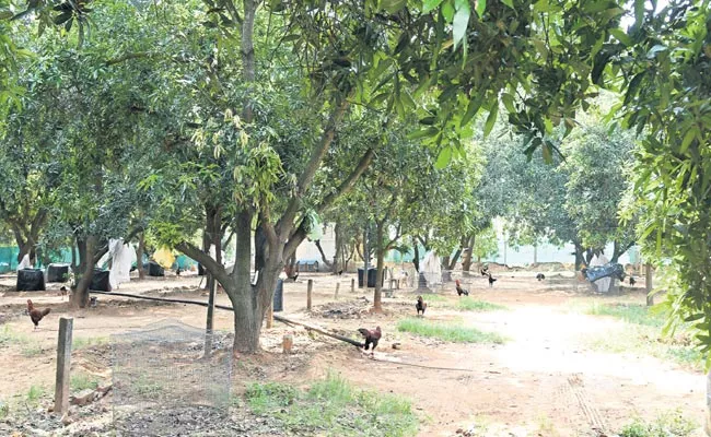 Ongole: Srinivasa Rao of Yarajarla established Kodi Punulu Farm - Sakshi