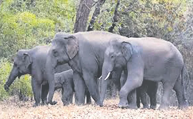 There are opportunities to keep elephants as pets - Sakshi