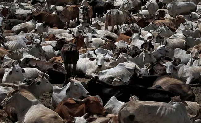 43 Cattle Died After Drinking Poisonous Water In Nalgonda District - Sakshi