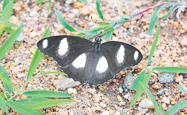 Andhra Pradesh tops in Biodiversity conservation - Sakshi