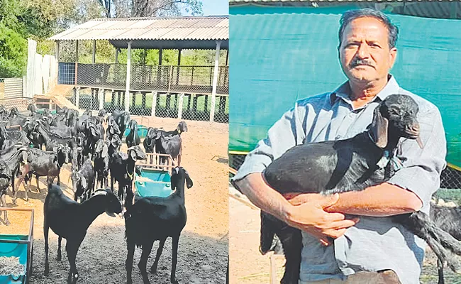 Chevella Man Goat Farming Earns Huge Profits Inspires Farmers - Sakshi