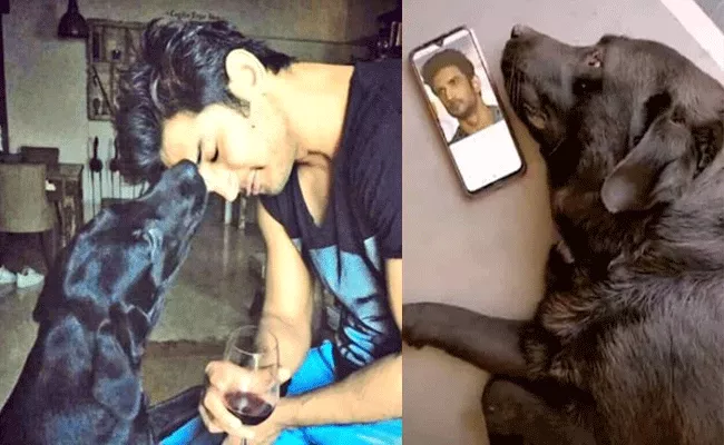 Sushant Singh Rajput Pet Dog Fudge Died - Sakshi