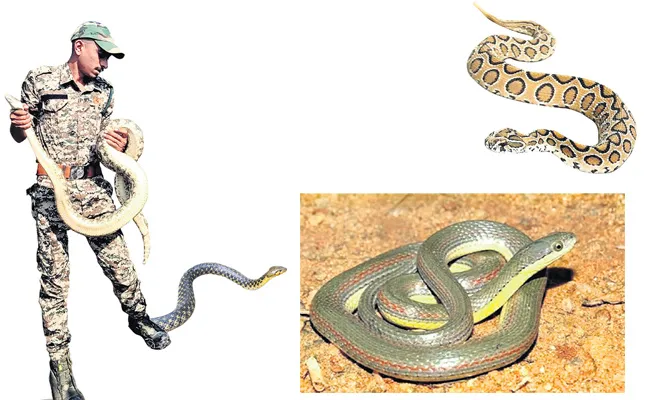 Villages Near Nallamala In Markapuram division Plagued By Snakes - Sakshi