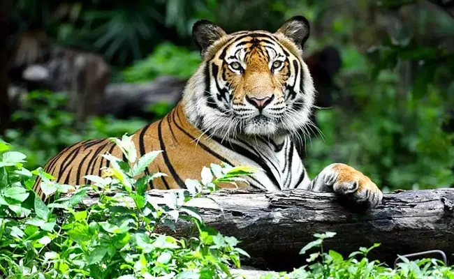 Tigers Increasing In India But Concern On Tigers Leopards Attacking People - Sakshi