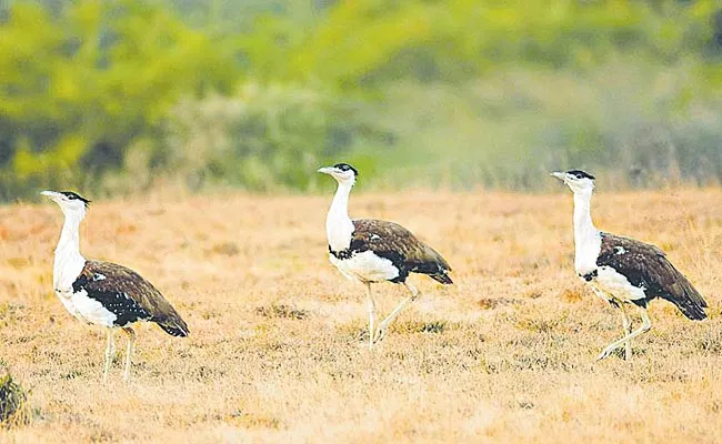 Special Story On Great Indian Bustard Birds In AP - Sakshi