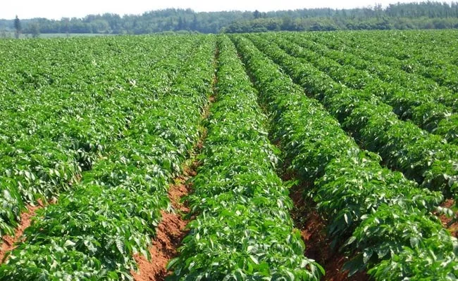 Farmers High Profits From Potato Cultivation - Sakshi