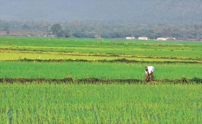 Agricultural Growth Rate Increased 8 Percent In AP Says Ng Ranga Professor - Sakshi