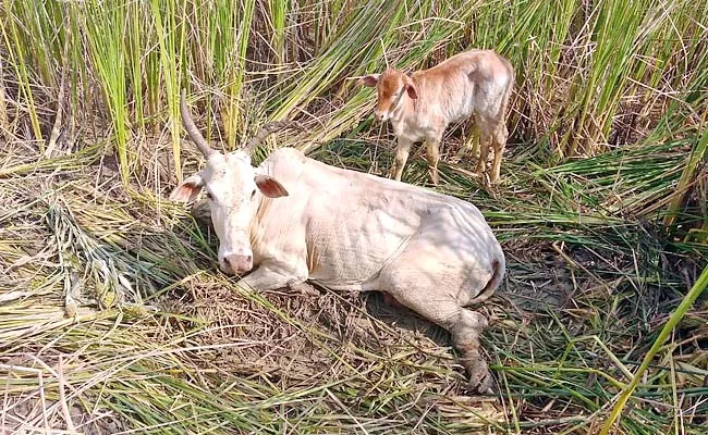 Cow Leg Injured In Kurnool Treated in YSR Sanchara Pashu Aarogya Seva - Sakshi