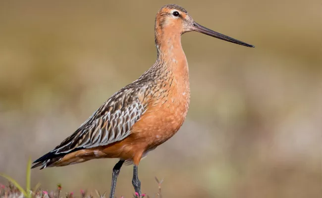 Bar Tailed Godwit Breaks World Record Journey From Alaska To Australia - Sakshi