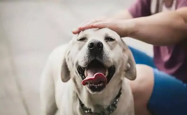 Tamil Nadu Man Killed His Neighbour For Calling Their Pet Dog A Dog  - Sakshi