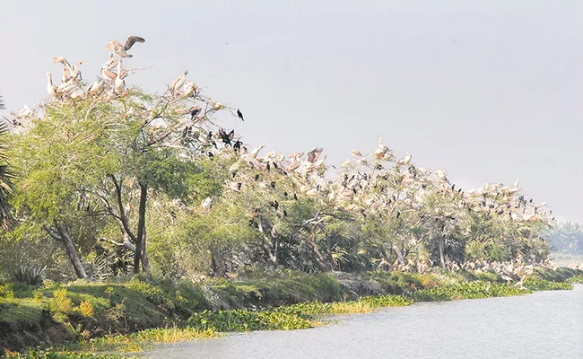 Kolleru Lake And Village Specialities In Telugu - Sakshi