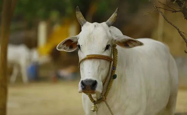 Gujarat Court Said Houses Made Cow Dung Not Affected By Atomic Radiation - Sakshi