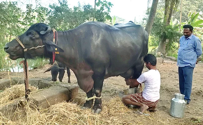 Mandapeta 4 Year Old Buffalo Creates Record Produce 26 58 Litres Milk - Sakshi