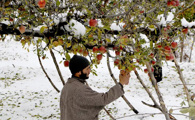 Jammu Kashmir Govt Launches Rs.879 Cr Food Processing Project - Sakshi