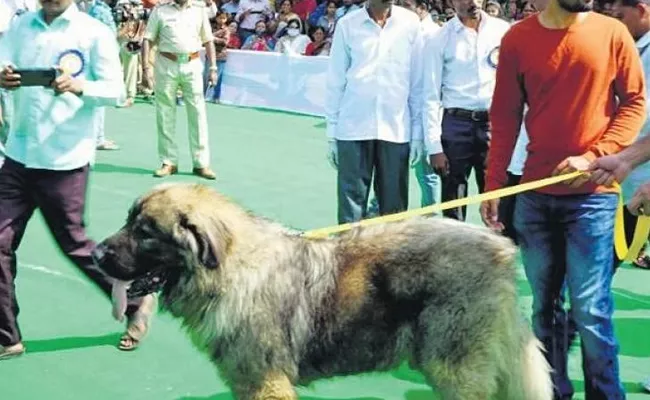 Ballari Utsav Rs 20 Crore Dog Steals The Show - Sakshi