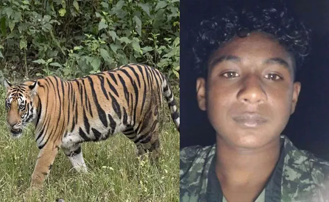 Tiger Attack On man Kills At Mysore Karnataka - Sakshi