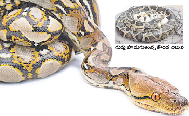 Pythons Roam In Kolleru Eluru District - Sakshi