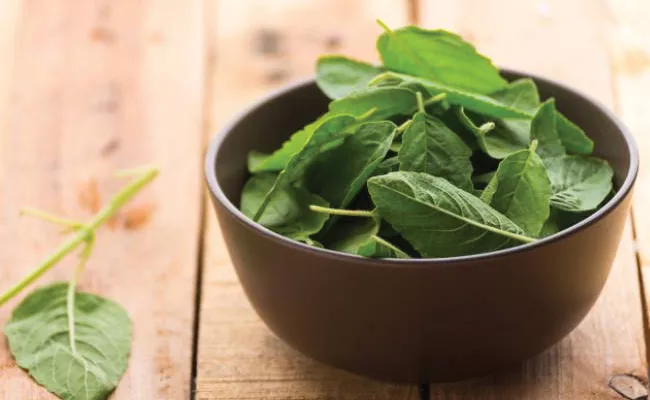 Basil Leaves Tulsi  Amazing Health Benefits In Telugu - Sakshi