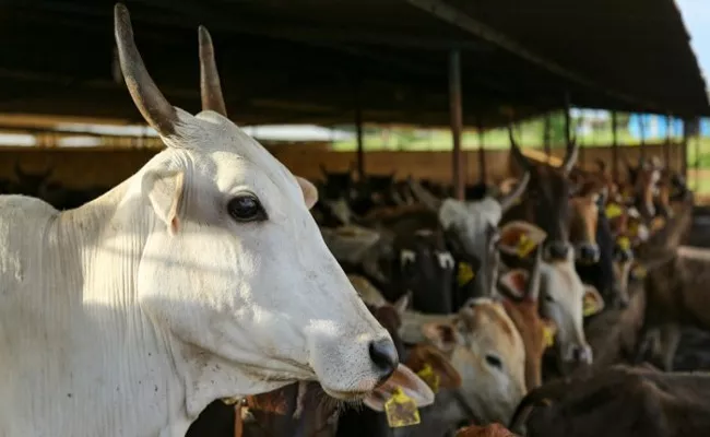 Cow dung protects from radiation - Sakshi