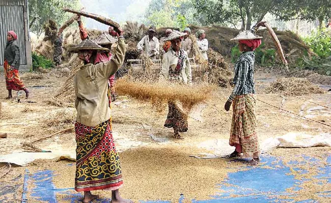 12 percent increased grain collection - Sakshi