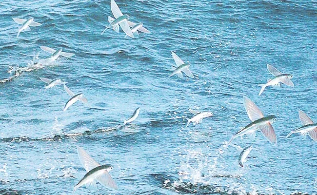 Flying Fishes Are Rare In Seawater - Sakshi