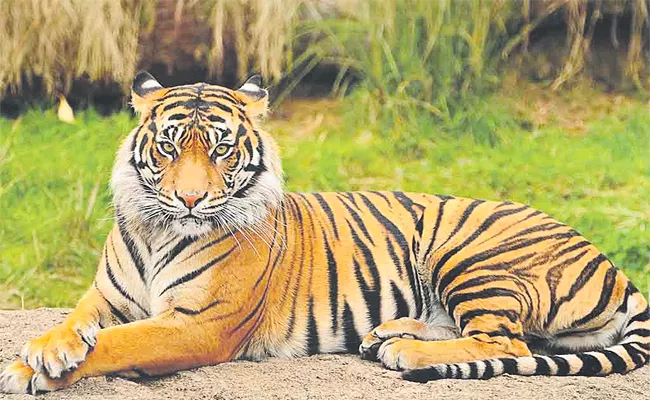 Ananda Banerjee Comment Tigers Number Increasing Reserve forest - Sakshi