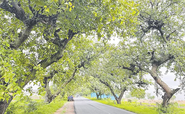 Chevella Road Widening 760 Banyan Trees To Be Translocated - Sakshi