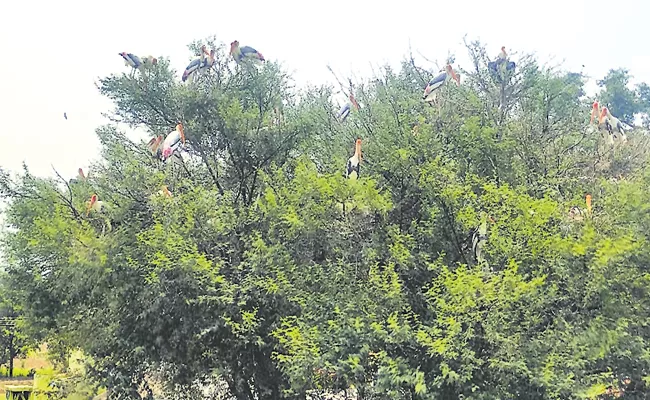 Red storks to Veerapuram from Siberia - Sakshi