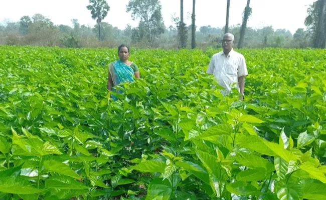 Farmers Are Making Profits With Mulberry Cultivation - Sakshi