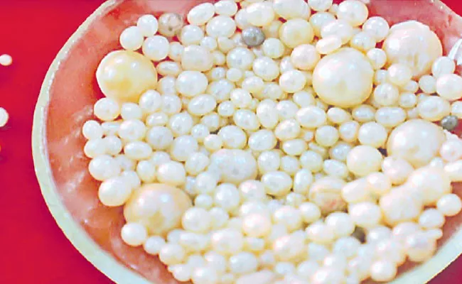 Freshwater Pearl Culture: Marathwada Farmers Oyster Culture, Income Details - Sakshi