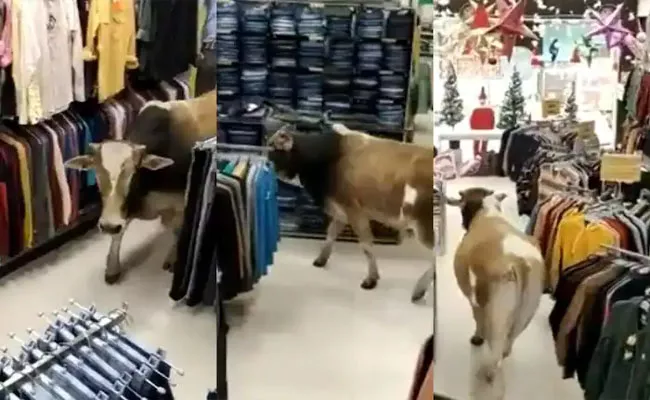 Viral Video: Cow Roams Inside A Cloth Store In Assam Mall - Sakshi