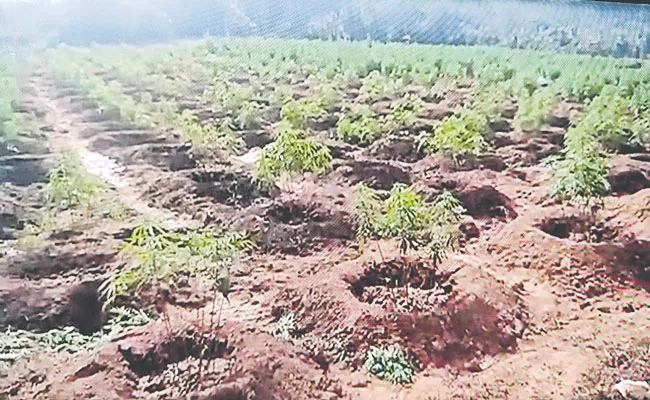 Cannabis Cultivation in Agency Forests: H New - Sakshi