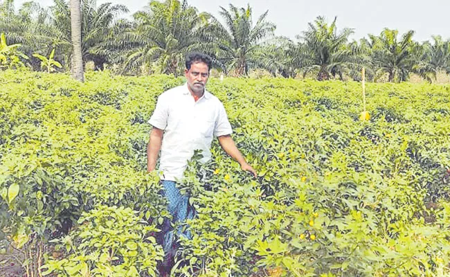 Chilli Crop Cultivation Guide: Natural Farming Practices Prevents Nalla Tamara Purugu - Sakshi