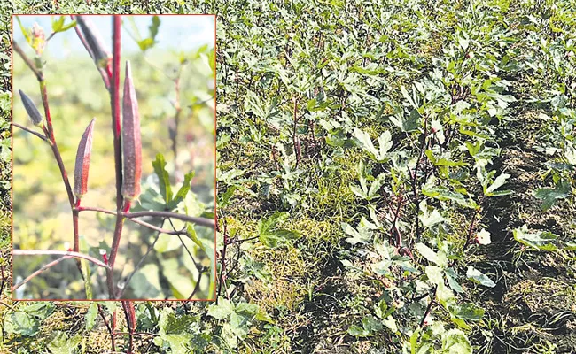 Experimental Cultivation By AP Young Farmer On Red Okra - Sakshi