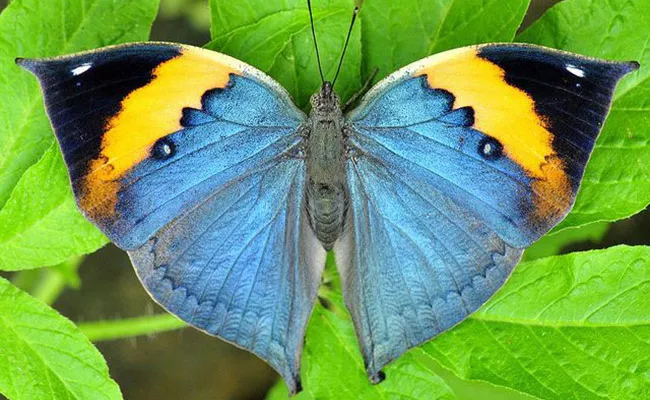 There Are 130 Species Of Butterflies In Papikondalu - Sakshi