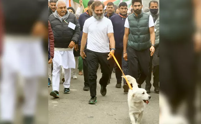 Rahul Gandhi Bharat Jodo Yatra Special Guest Priyanka Pet Luna - Sakshi