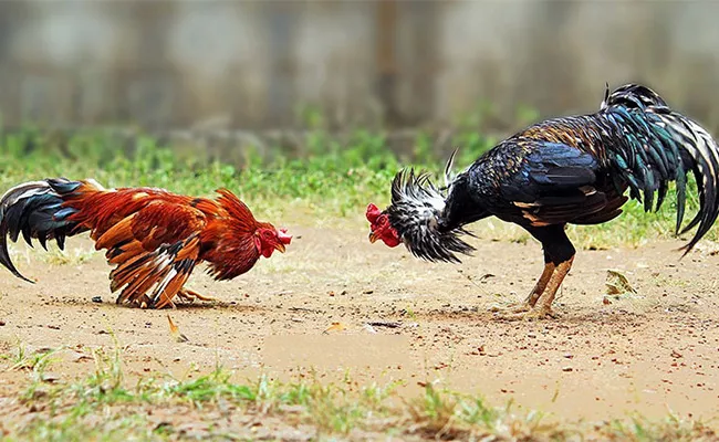 Cock Fighting Sankranti Festival Celebrations In Andhra Pradesh - Sakshi