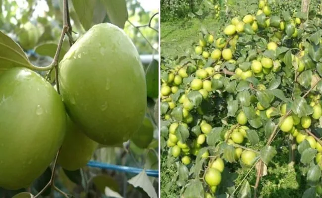 Apple Ber Health Benefits Cultivation Income 1 Acre Profit And Prices - Sakshi