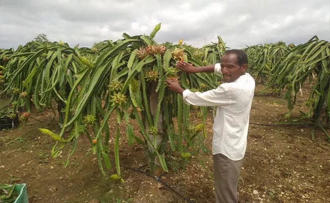 Ranga Reddy Farmers Profits From Dragon Fruit And Fish Farming - Sakshi