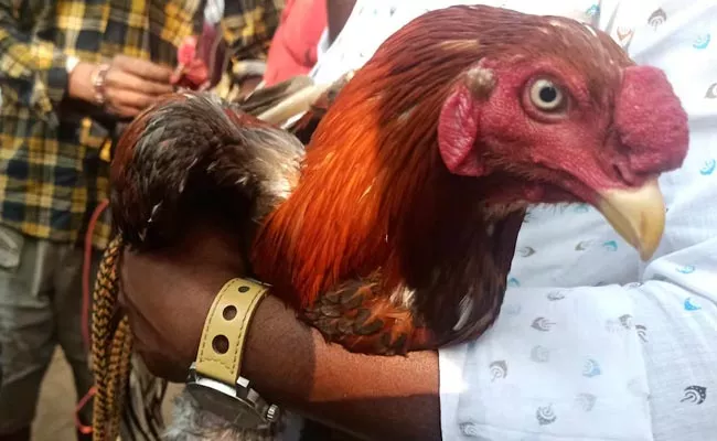 AP: Crossbreed Cockfighting For This Sankranti - Sakshi