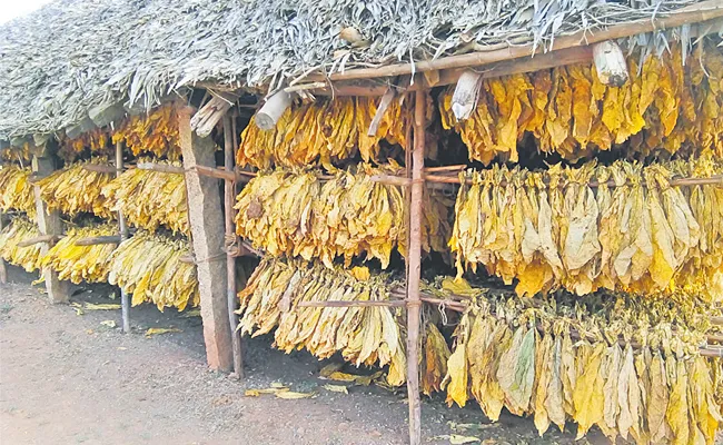 Promising Tobacco Cultivation In Andhra Pradesh - Sakshi