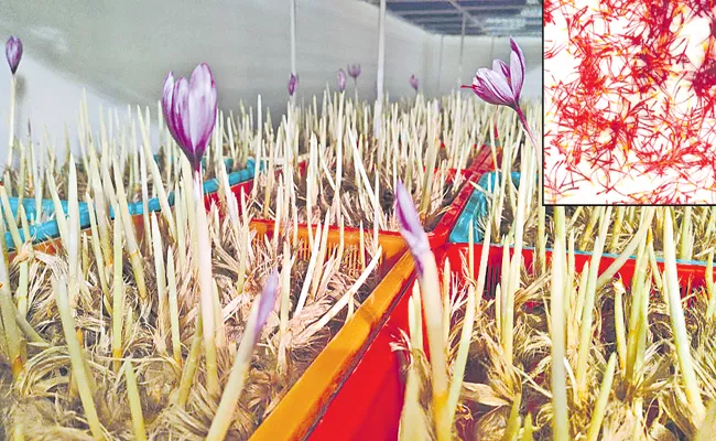 Kashmiri saffron in Madanapalle Andhra Pradesh - Sakshi