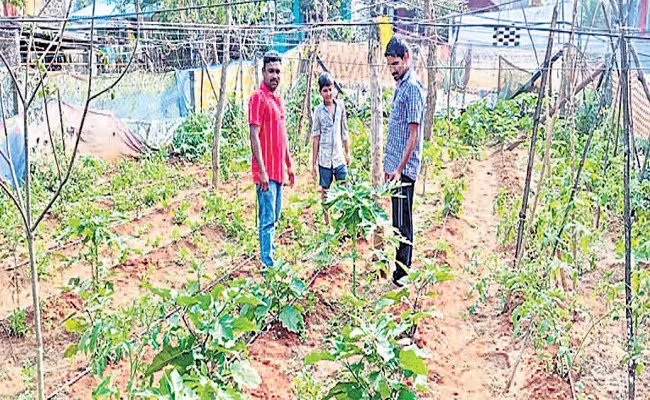 Expanding Organic Farming In Vizianagaram District - Sakshi