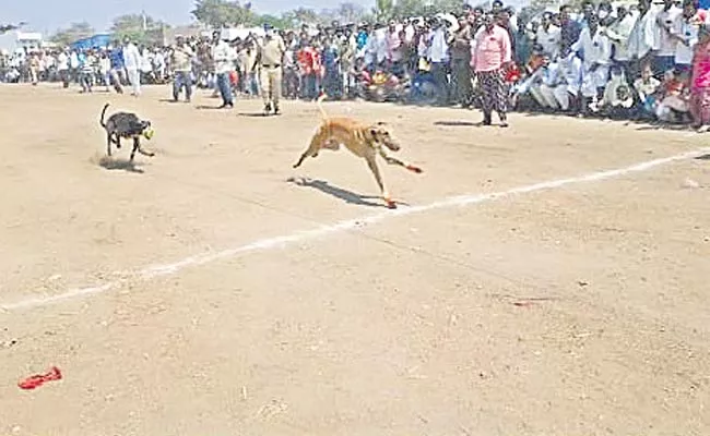 Dogs Running Competition In Jogulamba Gadwal District - Sakshi